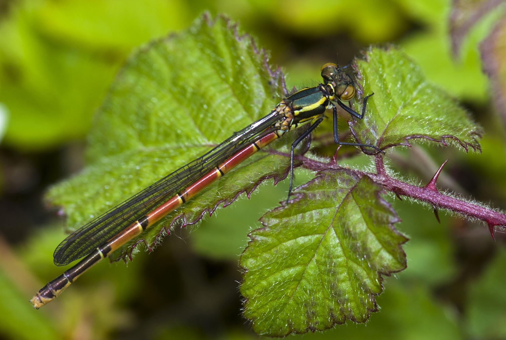 Large Red Damselfly photo Steve Chilton